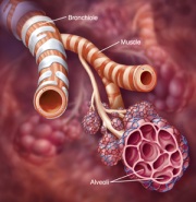 Illustration of healthy airways in the lung