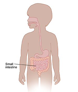 Outline of child showing digestive system.