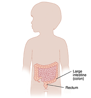 Outline of boy showing lower digestive tract.