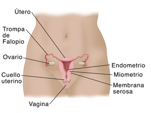 Front view of woman's pelvis showing cross section of uterus, ovaries, cervix, vagina, and fallopian tubes.