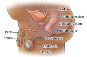 In the male reproductive system, blockages can form in the urethra, which connects the bladder and penis; vas deferens, which connects to the epididymis and testicle; and ejaculatory ducts, which overlap the prostate gland.