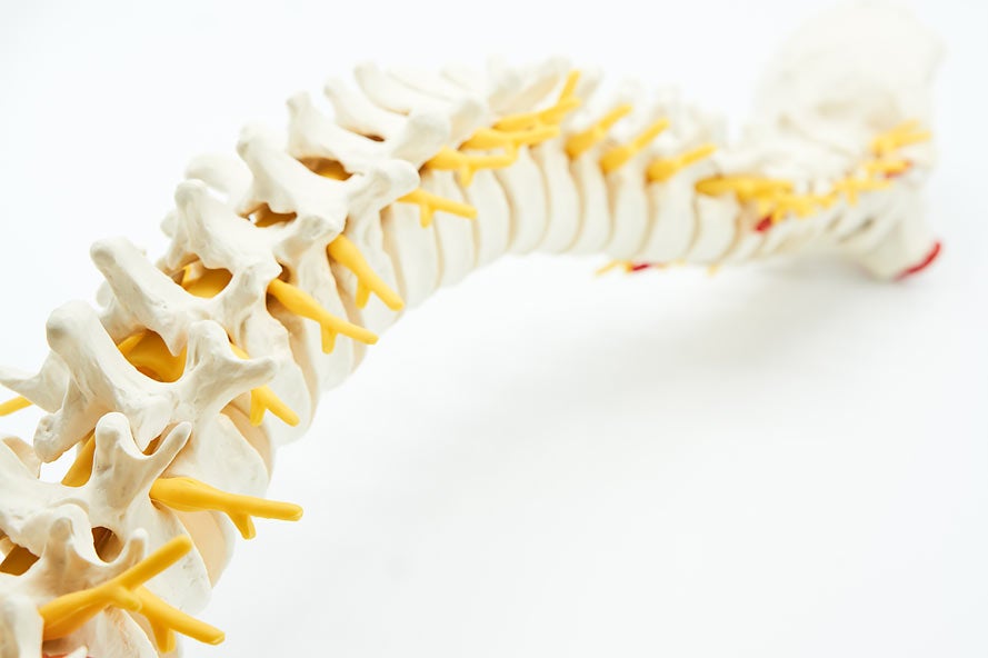 Rendering of spine