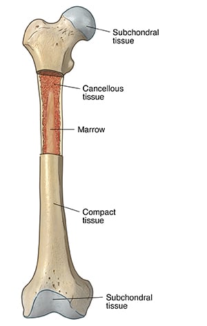 Femur bone, showing subchondral tissue at each end, compact tissue, cancellous tissue, and marrow.